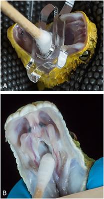 Longitudinal and Cross-Sectional Sampling of Serpentovirus (Nidovirus) Infection in Captive <mark class="highlighted">Snakes</mark> Reveals High Prevalence, Persistent Infection, and Increased Mortality in Pythons and Divergent Serpentovirus Infection in Boas and Colubrids